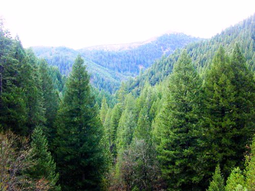 Green_Tree_coin's tweet image. A project built for nature, powered by people.
Together, we can turn hope into action and action into impact. 🌱🌍

🎁 Get your free 10,000 GT
Comment your TON wallet and join the mission
#GreenTree #GT #TONBlockchain #CryptoLaunch #BeEarly #EarlySupporter #GrowWithUs