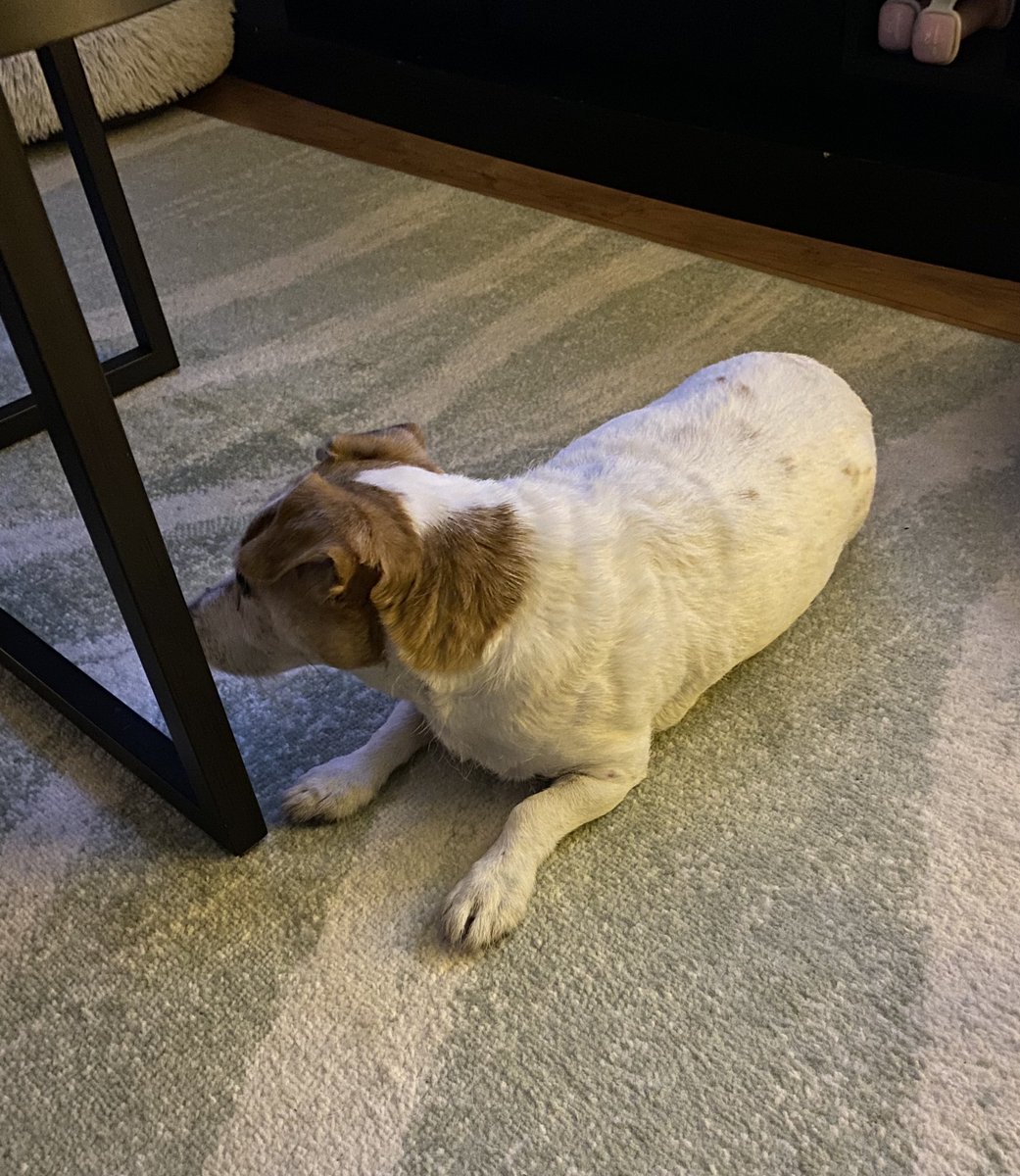 DaisyMaeJack's tweet image. It’s not Wednesday but I’m not looking at you til I get my dinner 🙄 🐾♥️ #starving #sundayevening #dogsofX