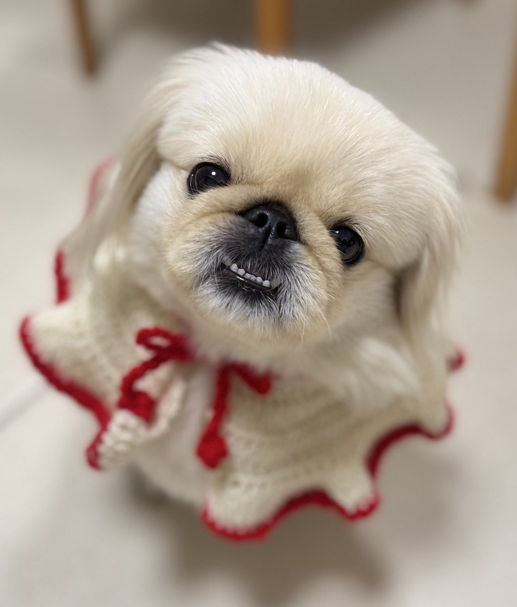 ペキニーズ🐾ふくまる＆おと🐾 (@fuku_oto) / Posts / X