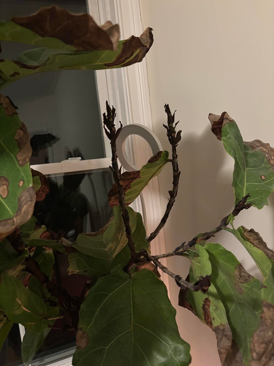 AllForGardening's tweet image. Seeking advice to save my dying fiddle leaf fig
 
allforgardening.com/1517999/seekin…
 
#FicusLyrata #FiddleLeafFig