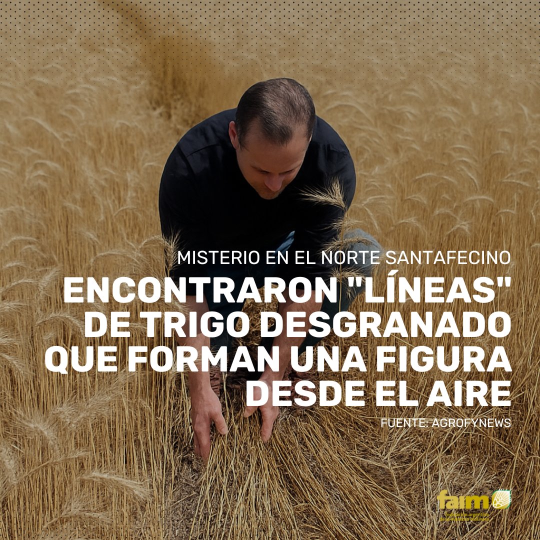 🌾Al cosechar un lote de #trigo en el norte santafesino, encontraron una serie de "líneas" que forman una figura y no hallan respuesta de su origen. Además, detectaron que el trigo que es parte de esas líneas, está totalmente desgranado.
📌t.ly/eL0YR
<a href="/AgrofyNews/">Agrofy News</a>