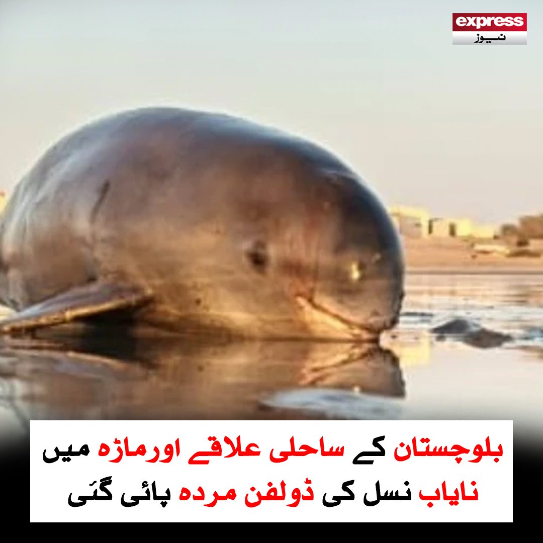 ExpressNewsPK's tweet photo. انتہائی قلیل عرصے کے دوران نایاب نسل کی ڈولفن کی ہلاکت کا یہ دوسرا واقعہ ہے

مزید پڑھیں : https://t.co/nztDK6McXv

#ExpressNews #BreakingNews #LatestNews #Balochistan #Ormara #RareDolphin #DeadDolphin #Trending https://t.co/6MJGDQKiaU