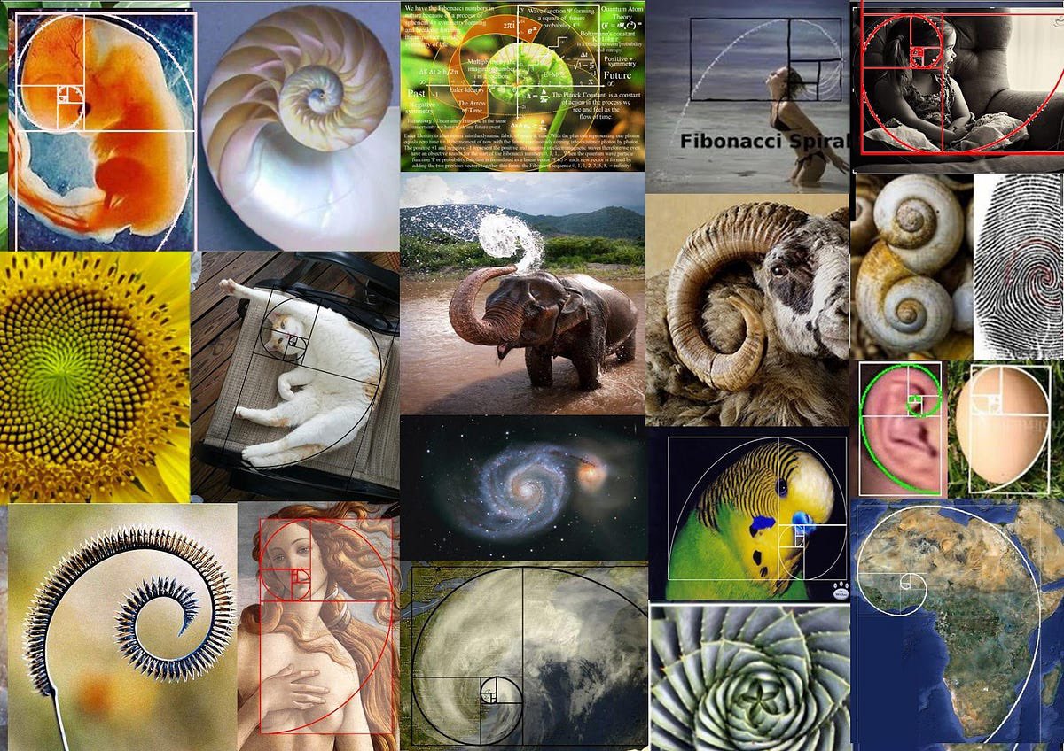sanjaykalra's tweet image. Happy Fibonacci Day! 🎉 
Starting small (0, 1), but adding up fast - just like your coffee intake this morning! ☕
🐇 Nature’s favorite math hack: leaves, pinecones, and yes, even your snack choices follow the golden spiral of life. #FibonacciDay #MathIsEverywhere