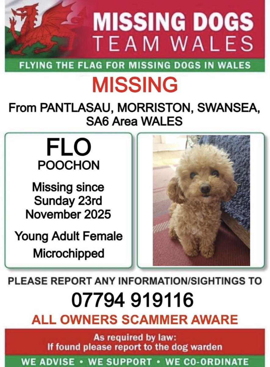 ‼️URGENT ‼️#MISSING FROM #PANTLASAU AREA #MORRISTON #SWANSEA #SA6 #WALES ‼️ #FLO #POOCHON