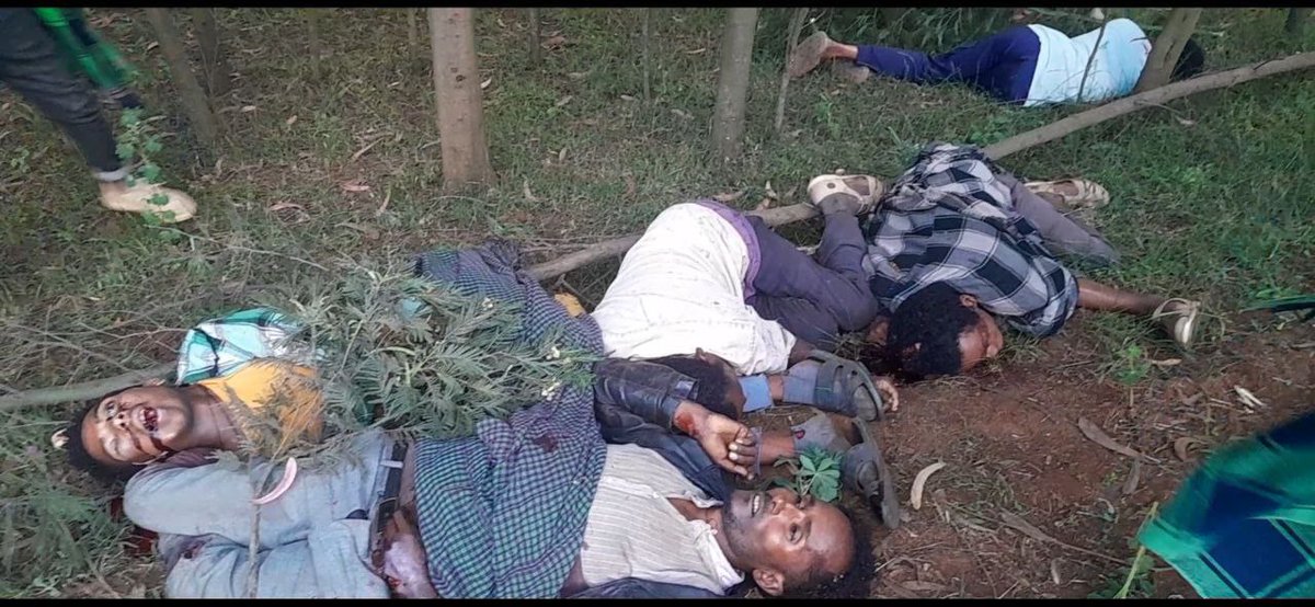 Reports from Gojjam, Sekela indicate that 6 civilians have been killed by forces aligned with Abiy Ahmed’s regime. Witnesses describe signs of severe and humiliating abuse.
 #AmharaGenocide #Ethiopia