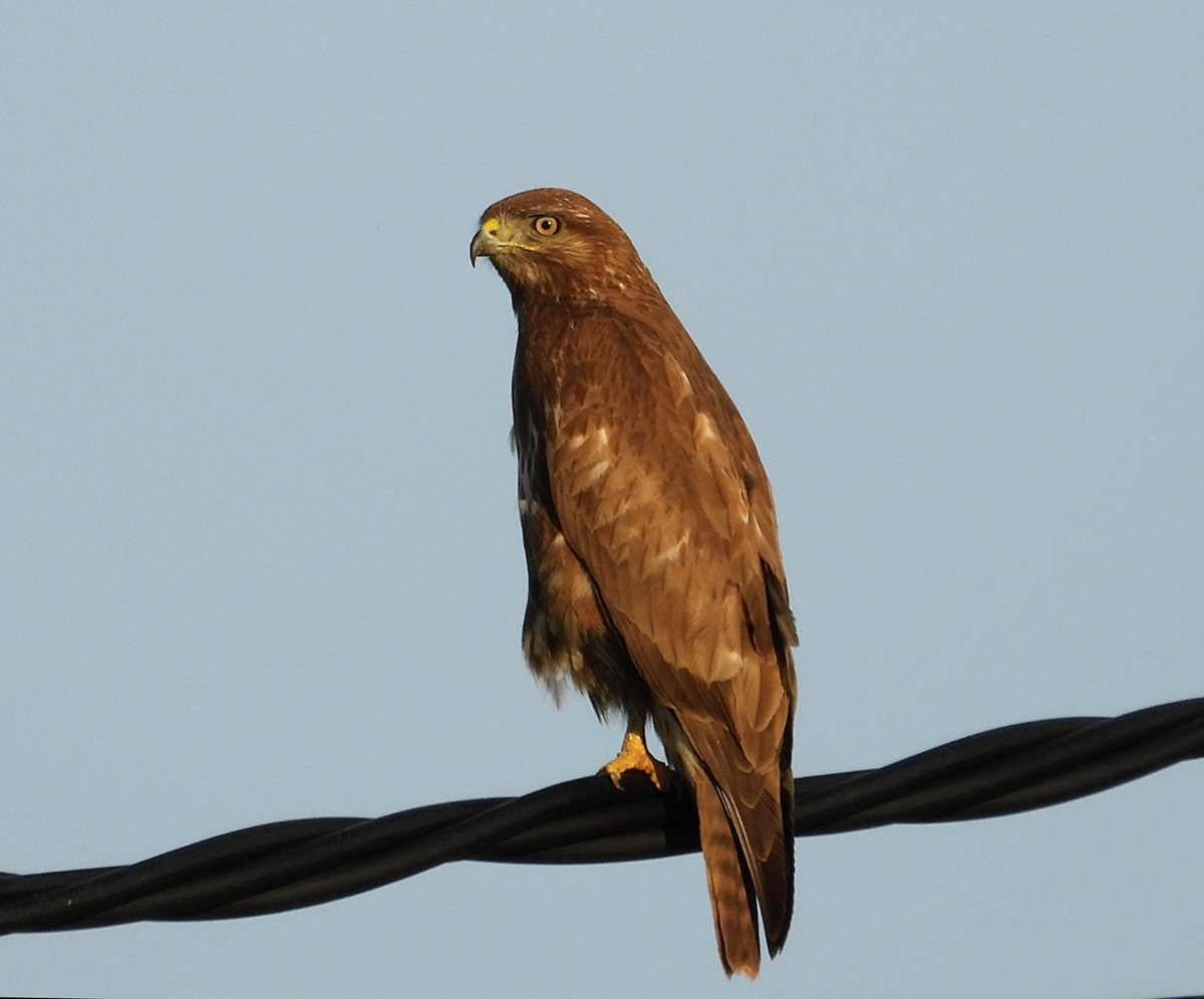 JuanjoDospunto0's tweet photo. Busardo ratonero, (Buteo buteo). #accipitridae #busardoratonero #commonbuzzard https://t.co/cu0wldrlSA