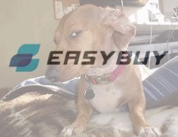 Hmm I no talk too much sha