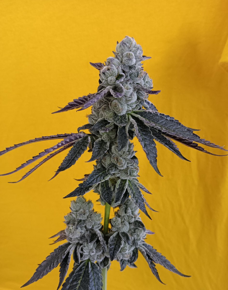 Ocean Rosa  🌊 🌸
She brings together two terpene-rich powerhouses: Limonada Rosa and Ocean Fruit. Limonada Rosa is Tahoe OG x Runtz, a fusion known for citrus-forward candy terps and smooth OG power. Ocean Fruit contributes its lineage of Brisker OG x Purple Punch, adding