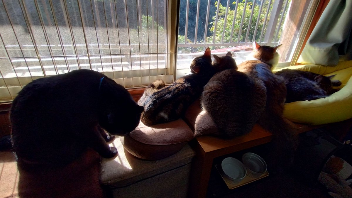 poyarinko's tweet image. 月曜日朝☆ラジオ☆です！
早くも早朝から日向ぼっこしたい気分…さみゅいぃっ!!!
ネックウォーマー今季初出動デス！
さて、今日のパーソナリティはいけうちしん♪
#えびすFM #佐賀 #コミュニティFM #ラジオ #とんとこ #ちょっといい朝 #896わいわい横丁 #生放送