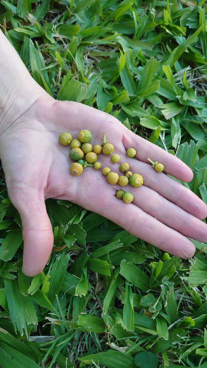 Caminé y caminé tanto que ya no recuerdo, sólo sé que encontré una tierra que tiene muchas mandarinas y son muy pequeñitas.