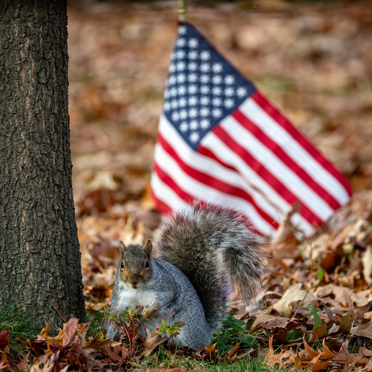 wildnewyorkshow's tweet photo. Do the Patriotic thing. Send us your wide loads, thicc bois, and chonky lads. #fatsquirrelweek https://t.co/jybhymZ4Cq