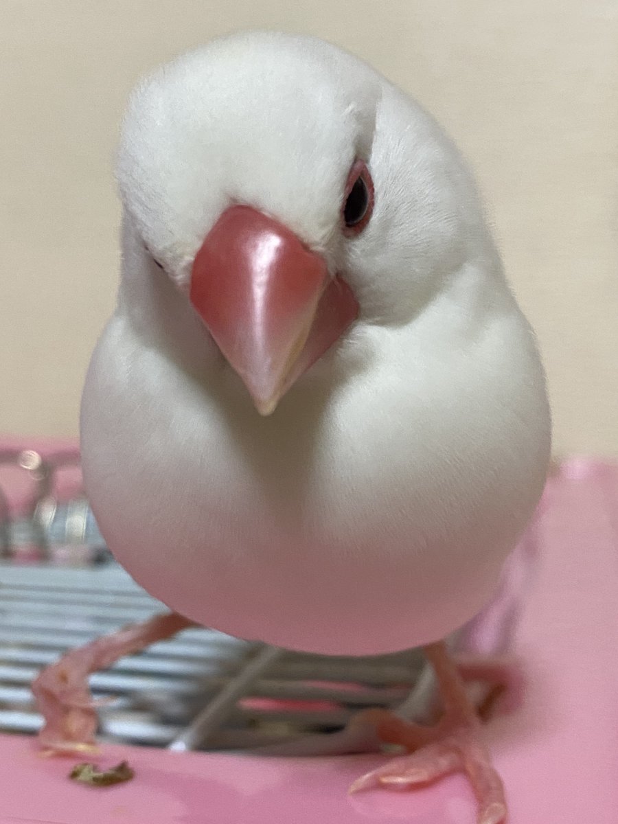 友と文鳥ｽﾞ°ʚ(•ө•)ɞ° (@97k31) / Posts / X