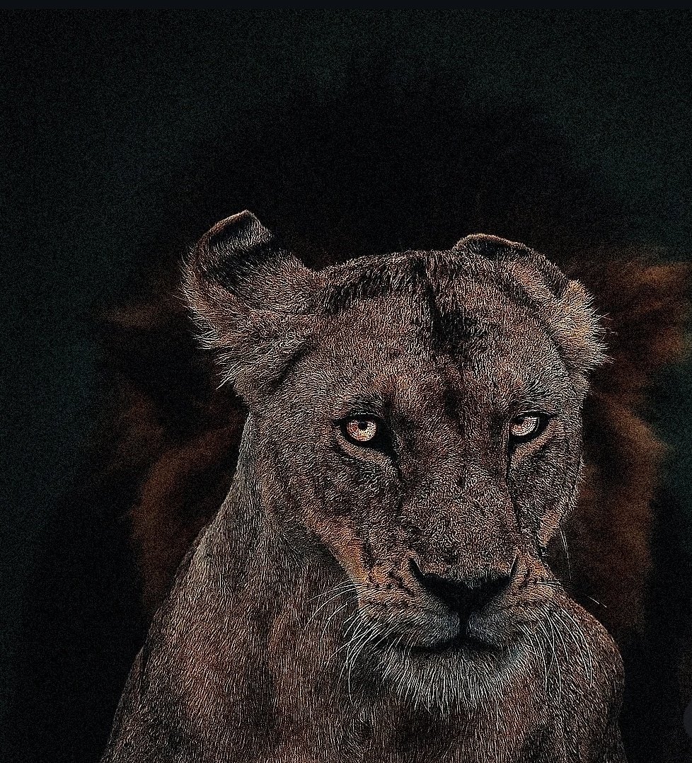 nshanab_'s tweet image. 