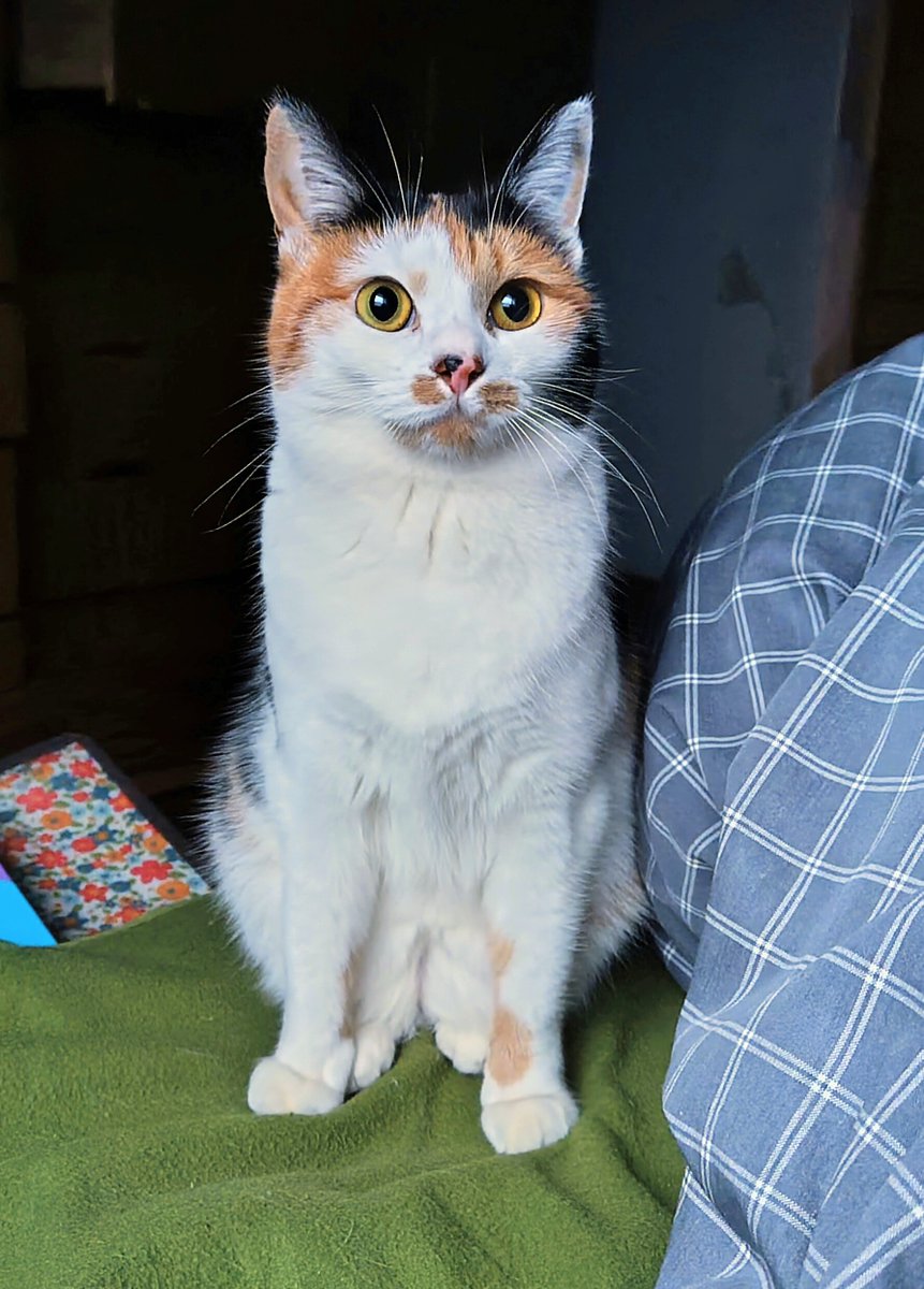 タラノメ家 (@taranomeke) / Posts / X