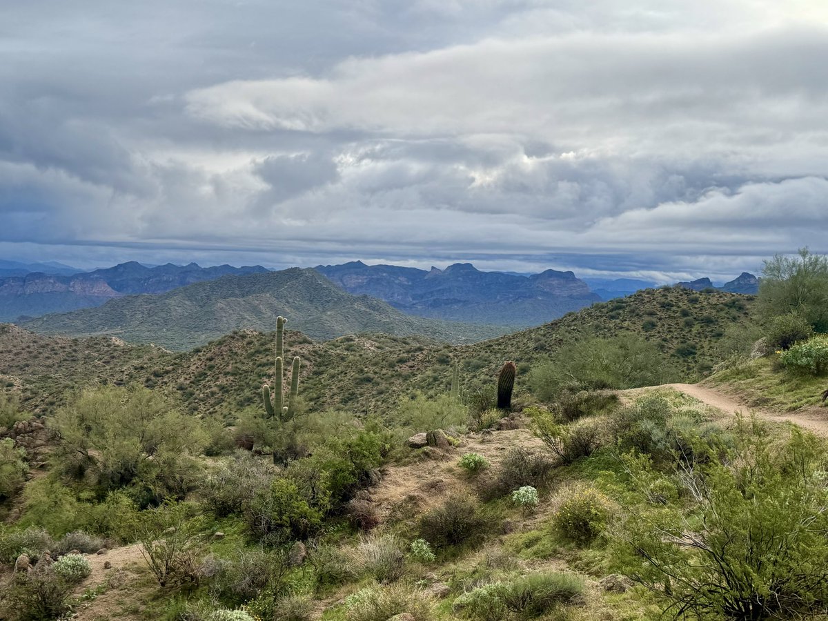 TriplexTraining's tweet photo. Great morning to bike out at Hawes in east Mesa! It’s a bummer if you’re missing out on the beauty of the desert after some rain. 🌵🌧️ ☀️ 
#mtnbike #azdesert #stayfit https://t.co/4L4Bvj1Rey