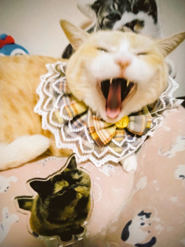 ria07303's tweet image. おはよふございます🥹ᩚ𓈒𓂂 𓈒𓍼
今週もよろしくお願いしまふ🐈🐾ဗီူᵞᵉᵃᑋᵎ
ぎゃΨ( ´• ɷ •` )Ψぎゃ 騒いどりまふ🥰ᩚ︎💕
だいすきₛᵤₙに かこにゃれているからƖ  ̶̅ャƕ♥∗*ﾟ~(  ៸៸᳐･ω･៸៸᳐)ฅ🫠🩷
 #23日リキちゃん