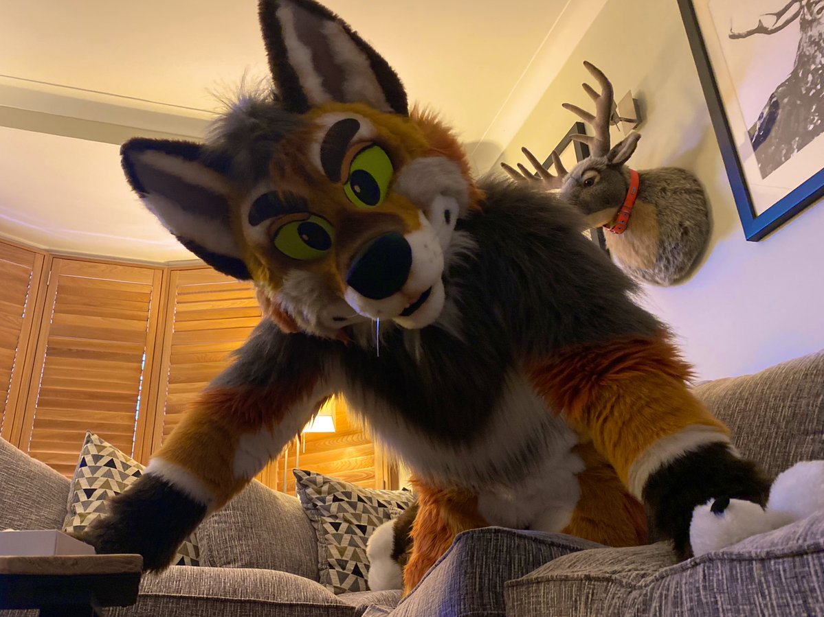 What have you got there and is it for me? 😼

#FursuitEveryday