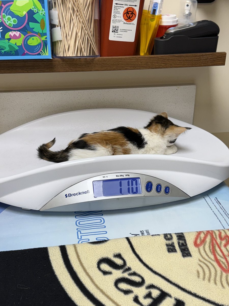 Rescued a very sick kitten, but the fosters and shelters nearby won’t take her in. We’re trying to save her little life but she’s not well at all. rn diagnostic vet bill is at 700$ for bloodwork + xray. We found her beat up in the rain of all places 😭