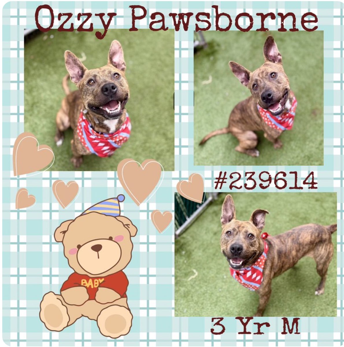 Quinnqueens's tweet image. 🍃🤎 OZZY PAWSBORNE 🤎🍃
#239614 #MACC 3 Yr M
Listed TBK 11/25
Ozzy is an adorable 50 + pounds of brindle magic. Likes to sneak kisses &amp;amp; loves his sniffy strolls. Stressed at shelter, dog reactive on leash. Loving 🏡 wanted #AdoptMe #Foster #Pledge4Rescue
nycacc.app/browse/239614