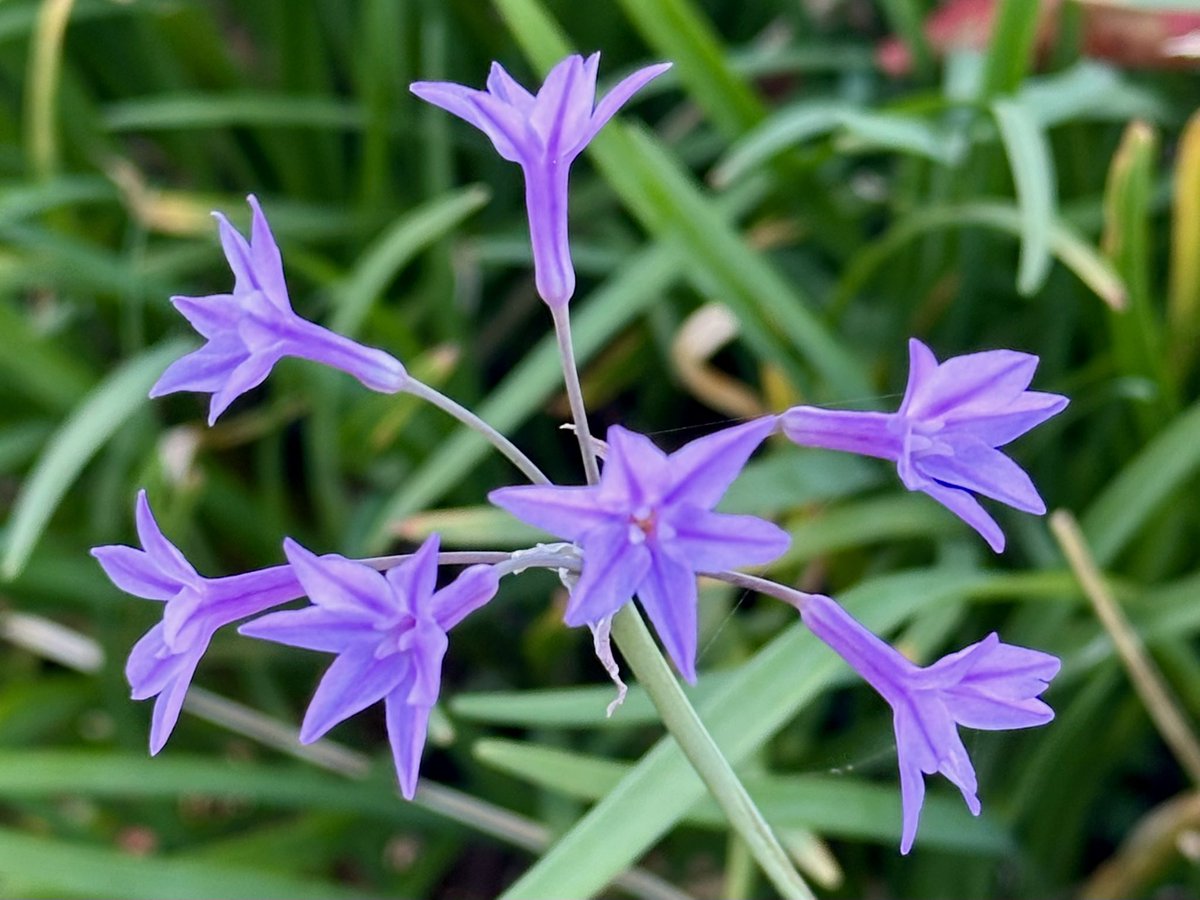 Cloudsailor / 星羅の一日一花 (@sjyszm) / Posts / X