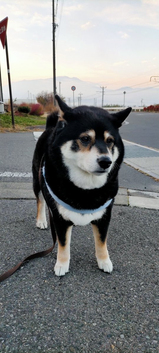 ともち(=^・・^=) お餅 餅ページ ともち様 zx(おもち) (@zx_aka_mo) / X