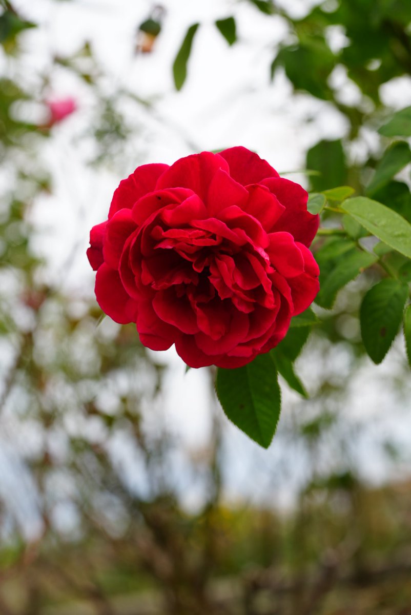 小林海義 tweet media