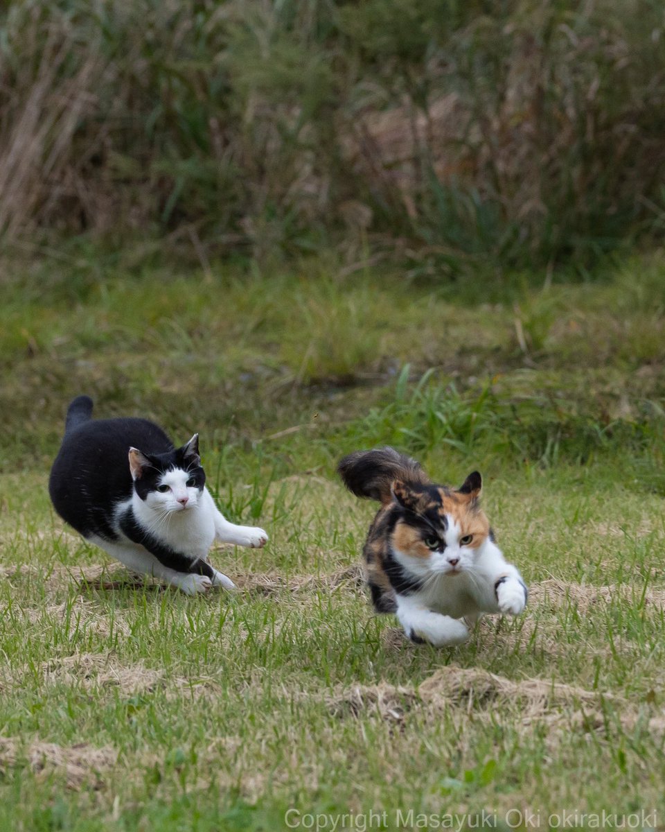猫写真家 沖 昌之 (MASAYUKI OKI) tweet media