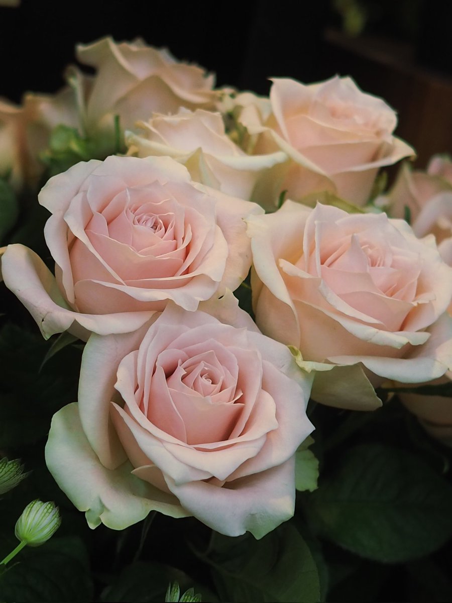 2025年11月24日 ✽✽✽ #花写真 【薔薇ﾌﾞｰｹ💐】 #TLを花でいっぱいに