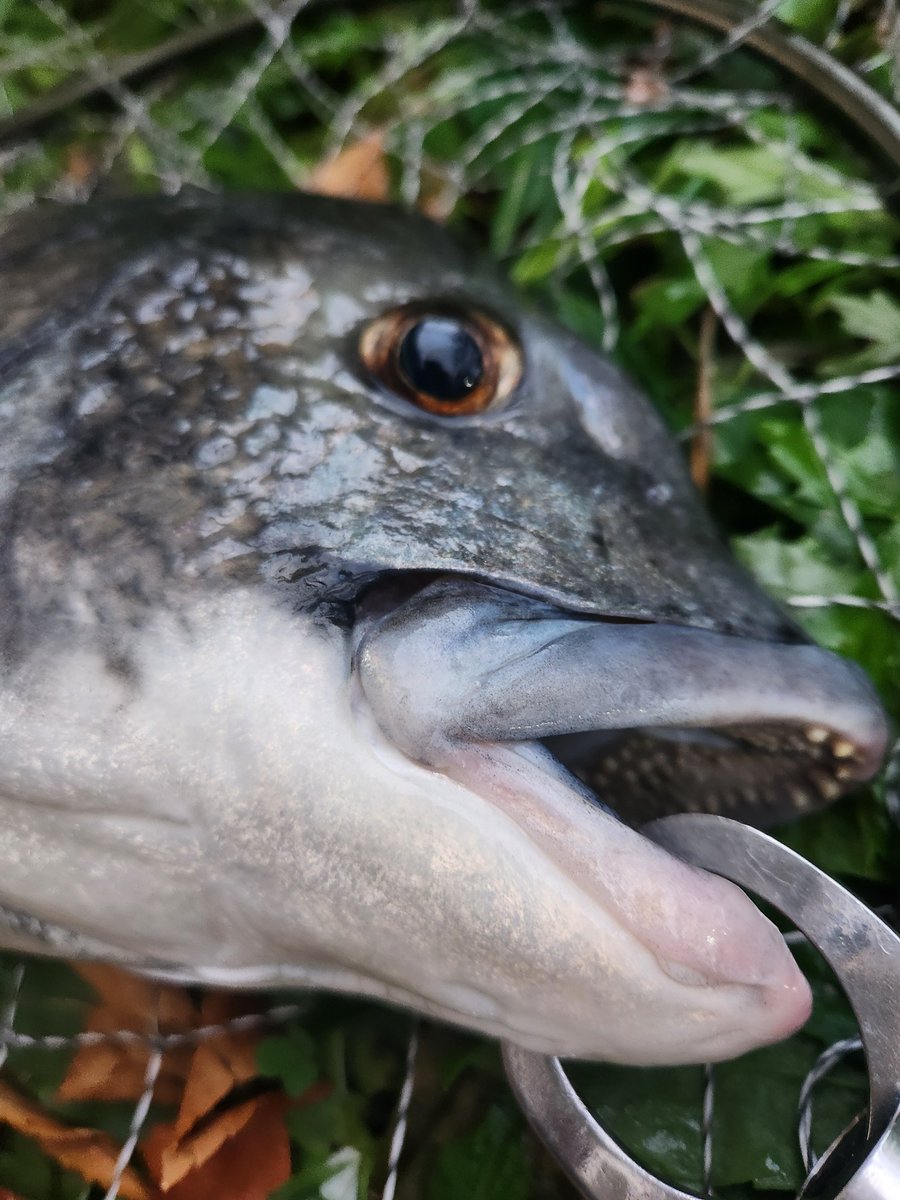 ツヨっさん tweet media