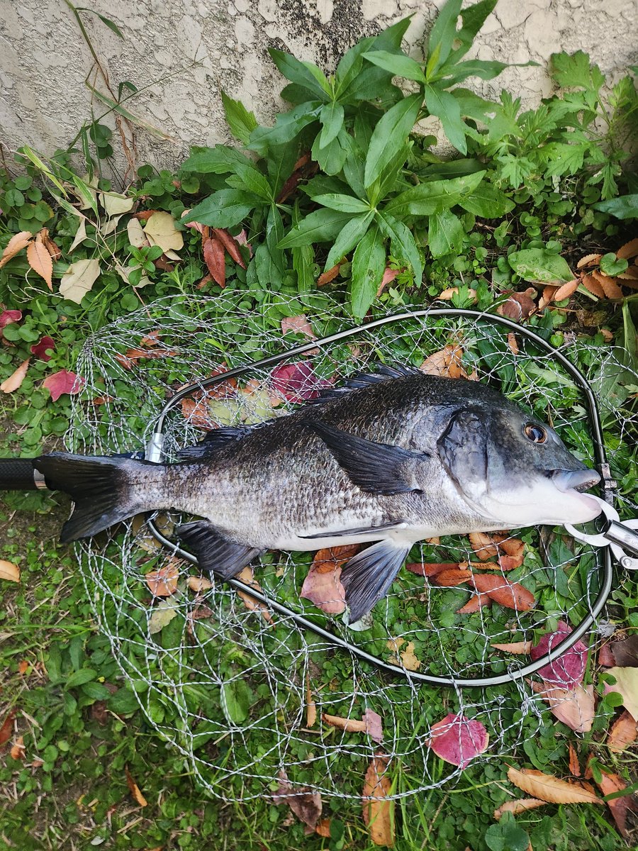 ツヨっさん tweet media