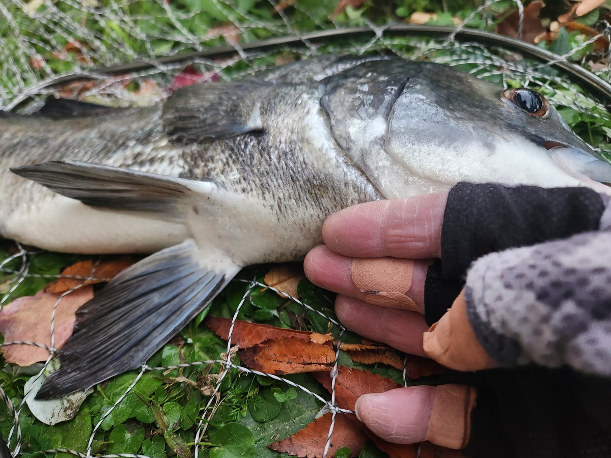 ツヨっさん tweet media