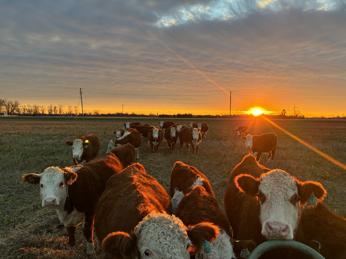 A fantastic sunset to finish a stunning November Sunday afternoon.