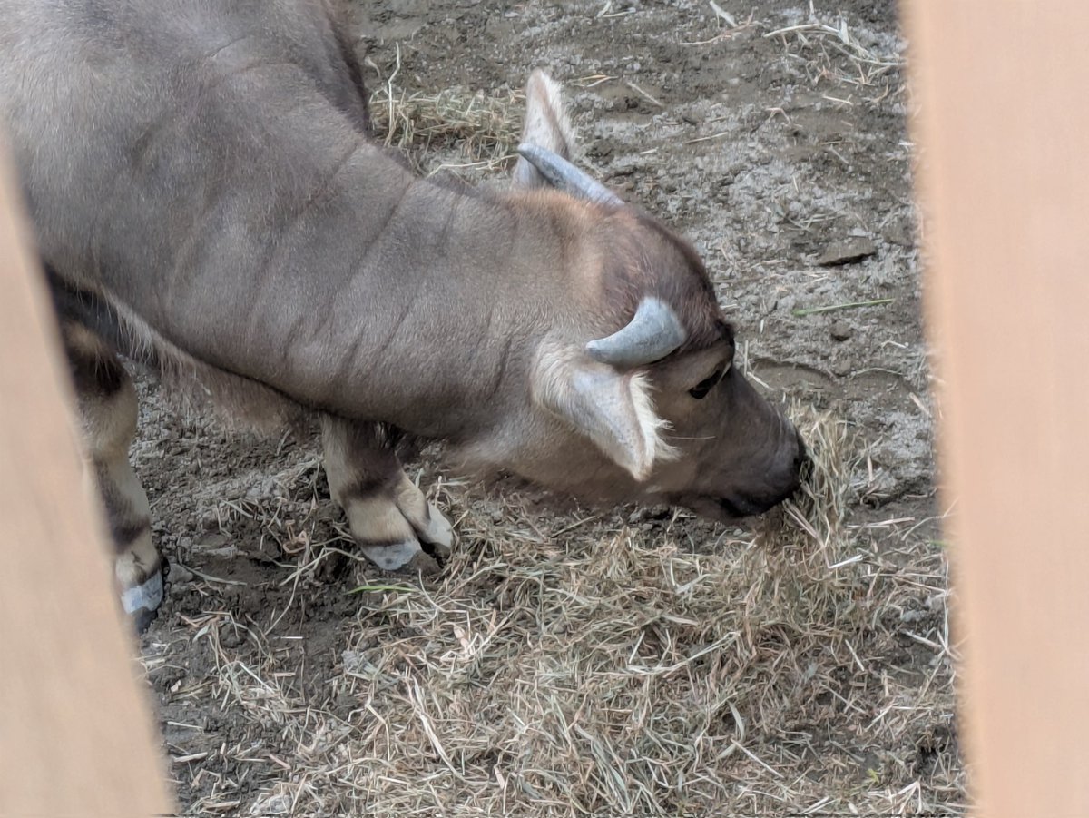 はじめまして😂 同じ2024年生まれ 私もさち🐂 私もさち🐨 これから