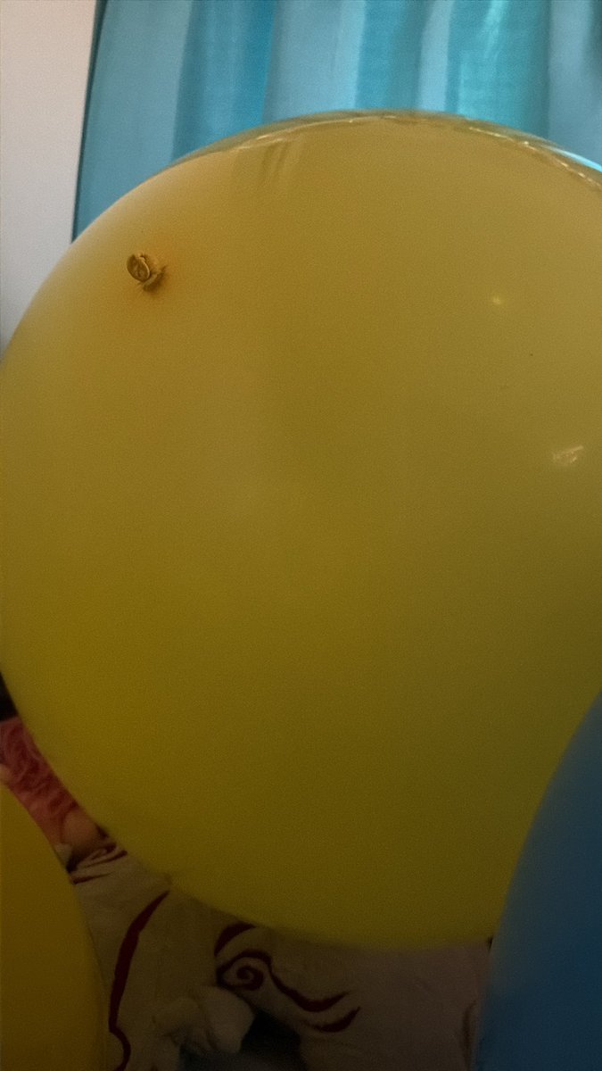 meguballoon's tweet photo. 朝、風船さんをむぎゅれる幸せ🎈🎈🎈(*´ω`*) https://t.co/WTox5Xs5Sk