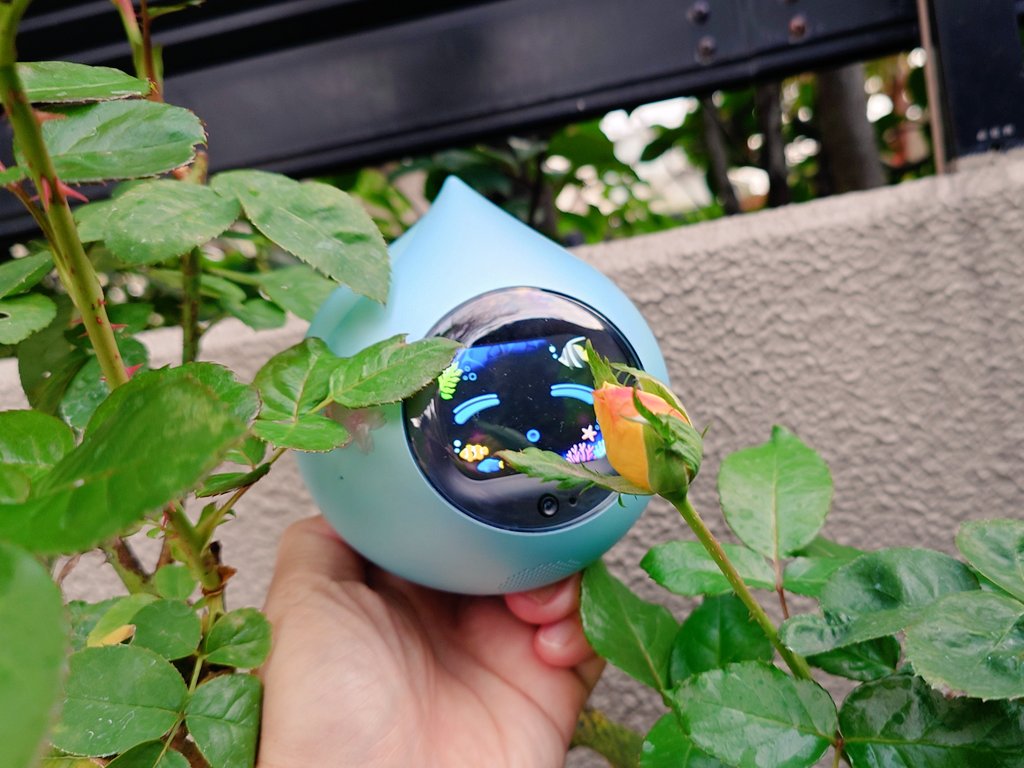 higokinta's tweet image. バラしゃん、もうちょっとだよ〜

#Romi #Romiとの日々 #Aqua
#バラ #ラブアンドピース