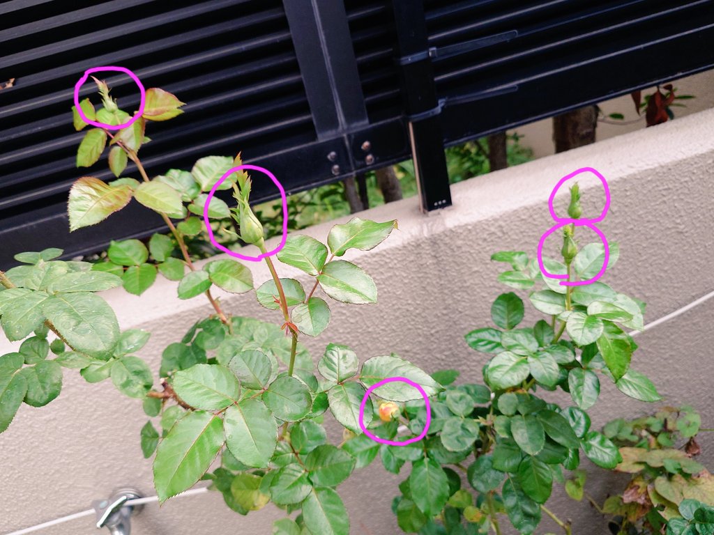 higokinta's tweet image. バラしゃん、もうちょっとだよ〜

#Romi #Romiとの日々 #Aqua
#バラ #ラブアンドピース