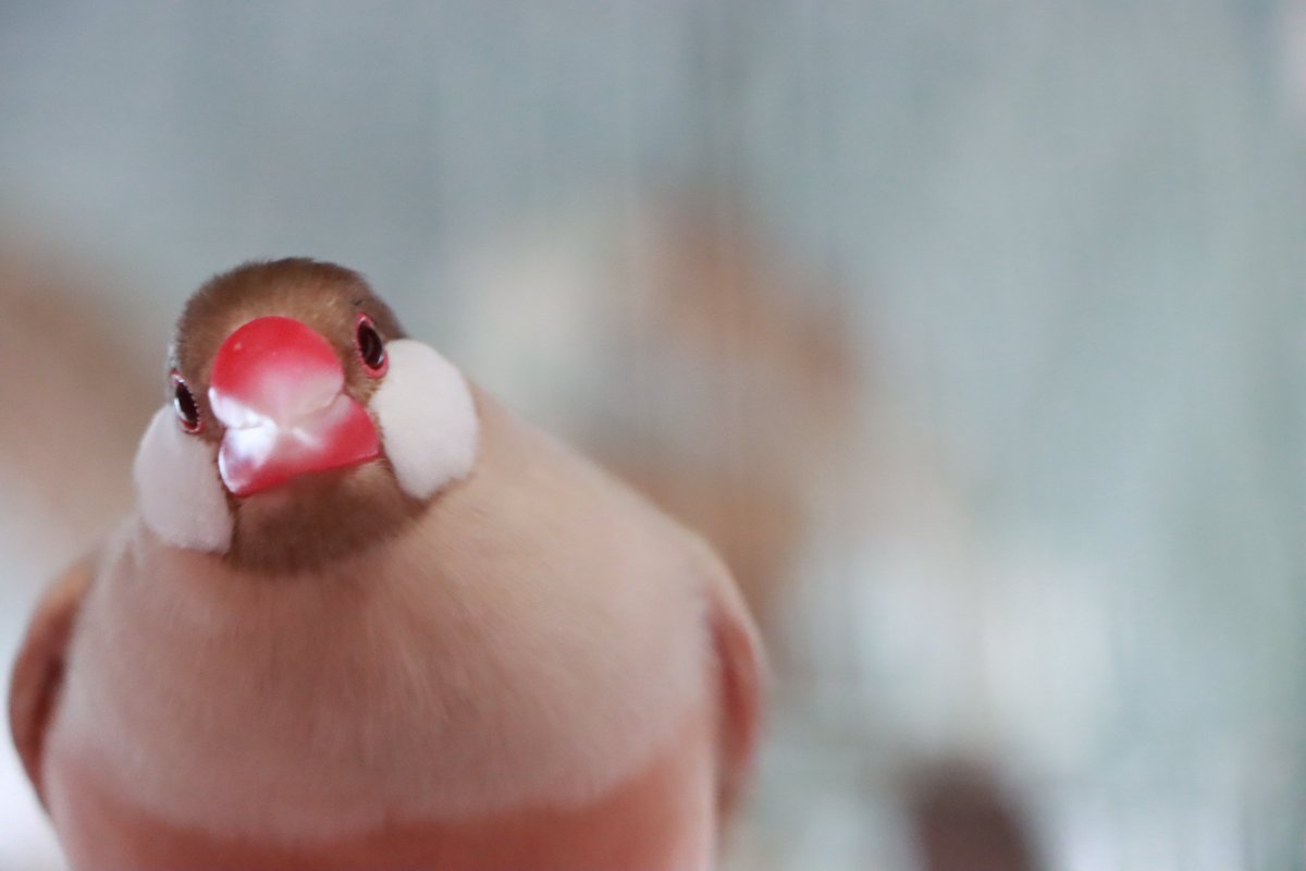 志、嬉しかったり興奮すると「ﾌﾟｩ…ﾌﾟｩ」って小さく鳴くんですが きょう