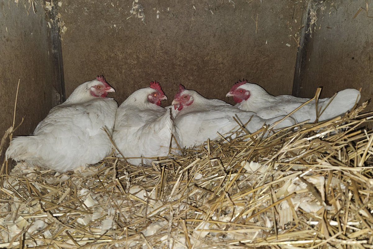 Rstrboy's tweet image. Weezer if it was awesome