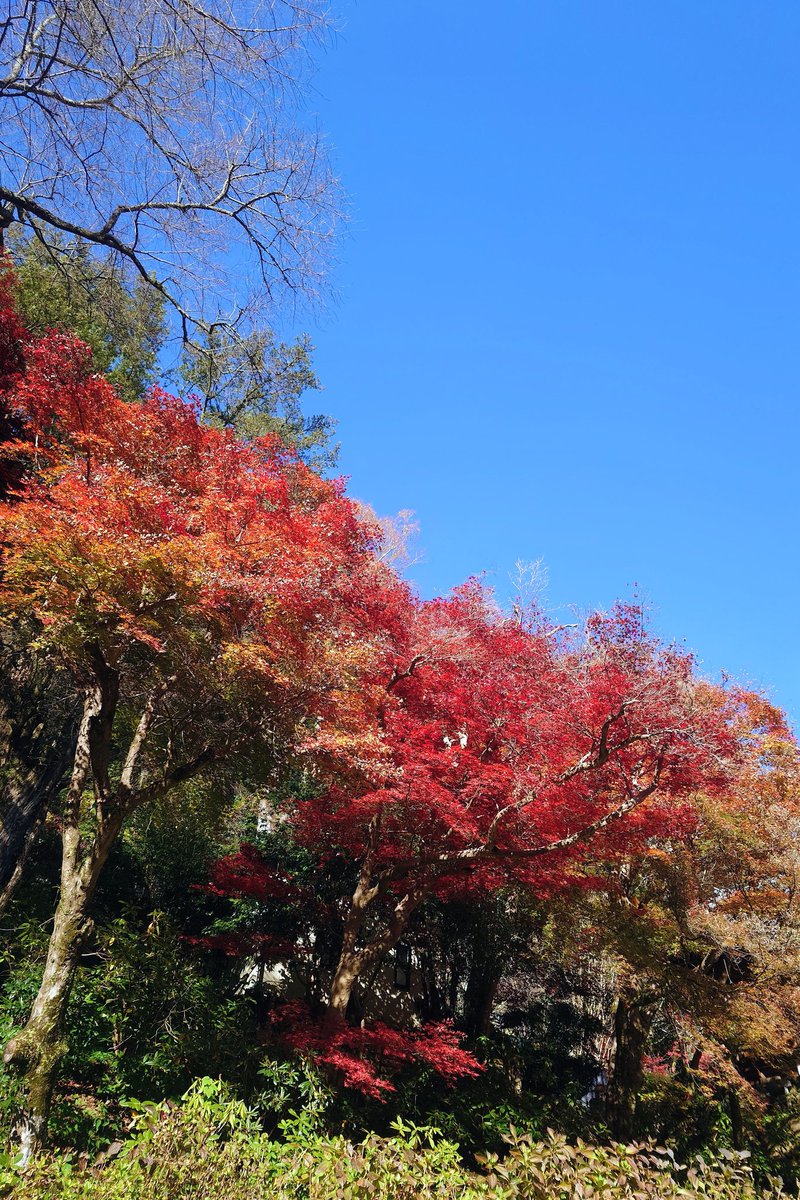 SyHatsu's tweet image. 紅葉狩りはボチボチと
ええ感じでしたわ🍁
🥰🥰🥰🥰🥰
#おはパソ #ABCラジオ 
#藤崎健一郎 #板垣菜津美