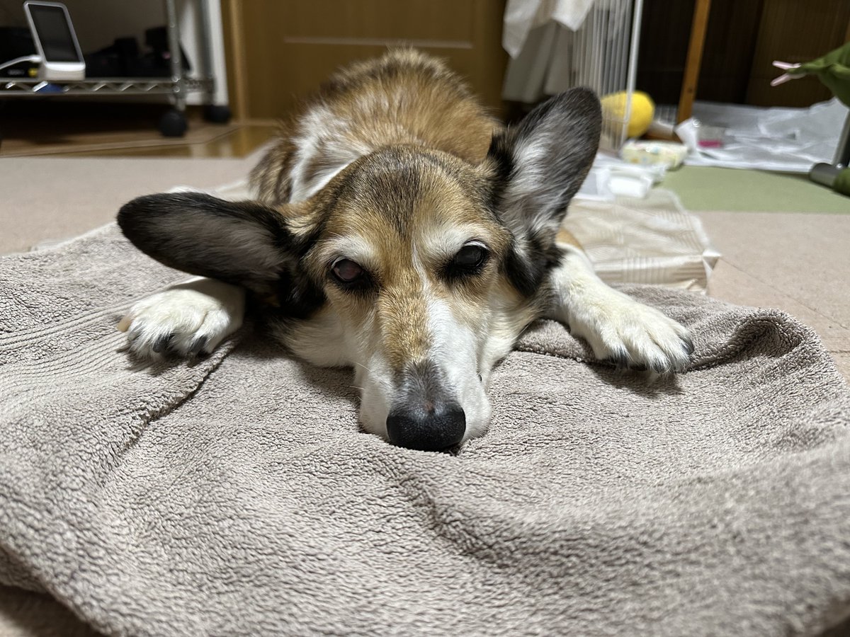 sz_code500's tweet image. おはようございます。 #corgi