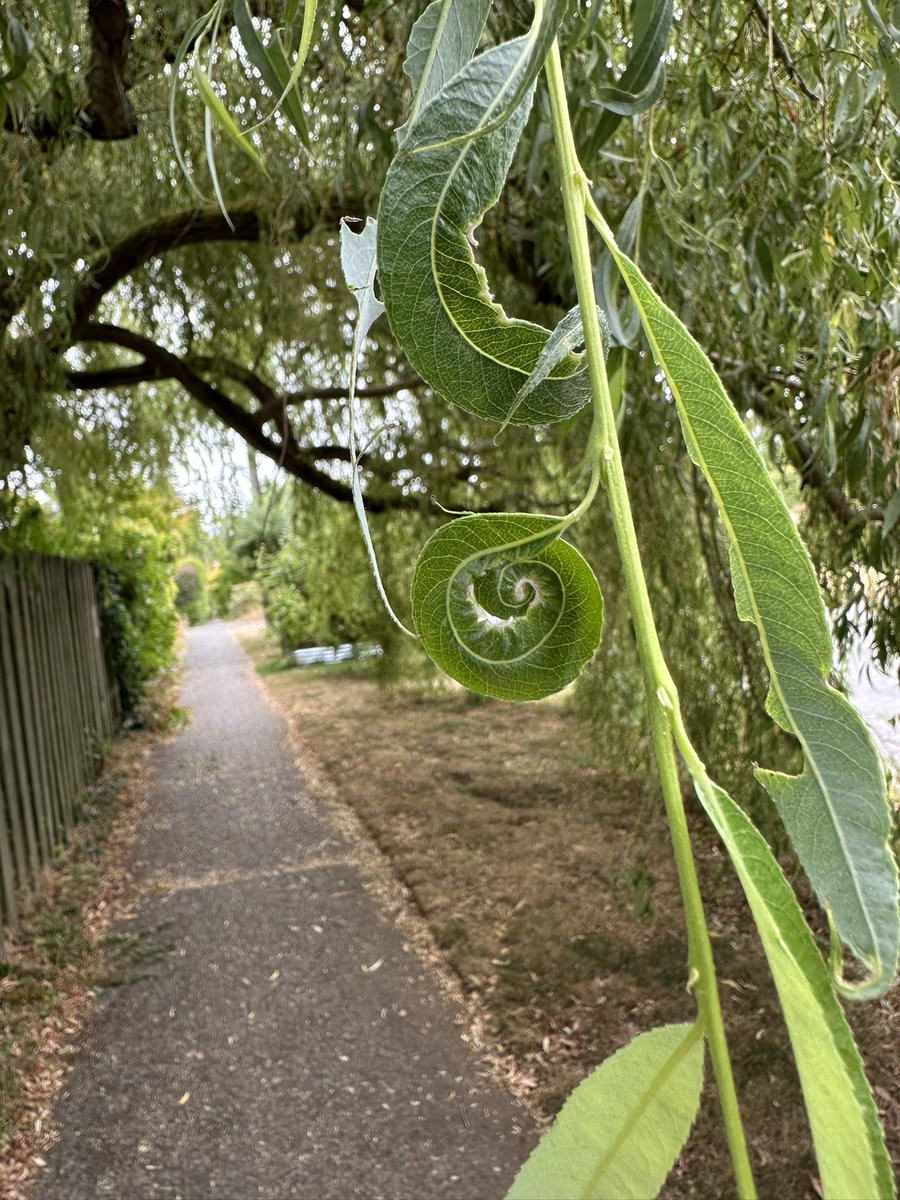 <a href="/PhysInHistory/">Physics In History</a> On a walk with my dog, I noticed the Fibonacci pattern hiding in plain sight. Math is beautiful.