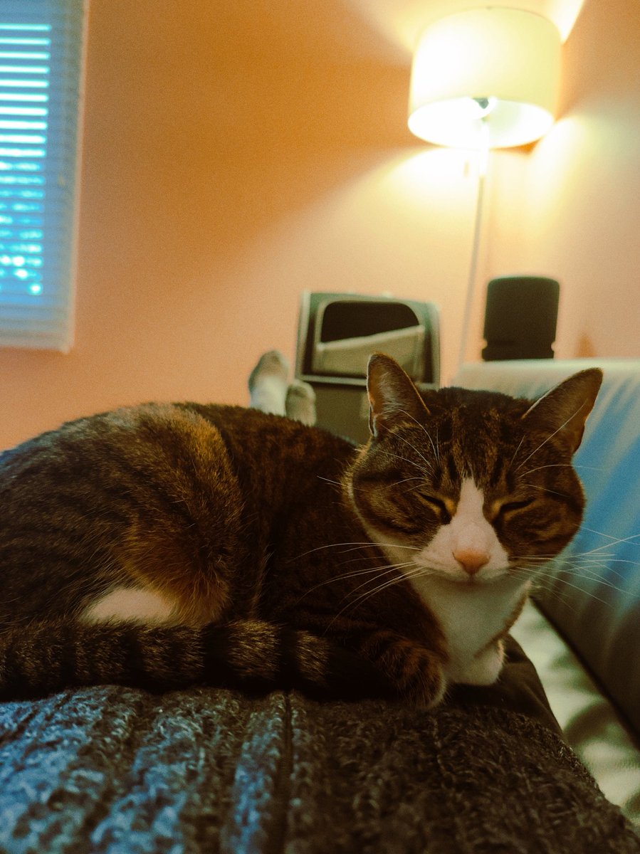 고양이는 참 포근해.