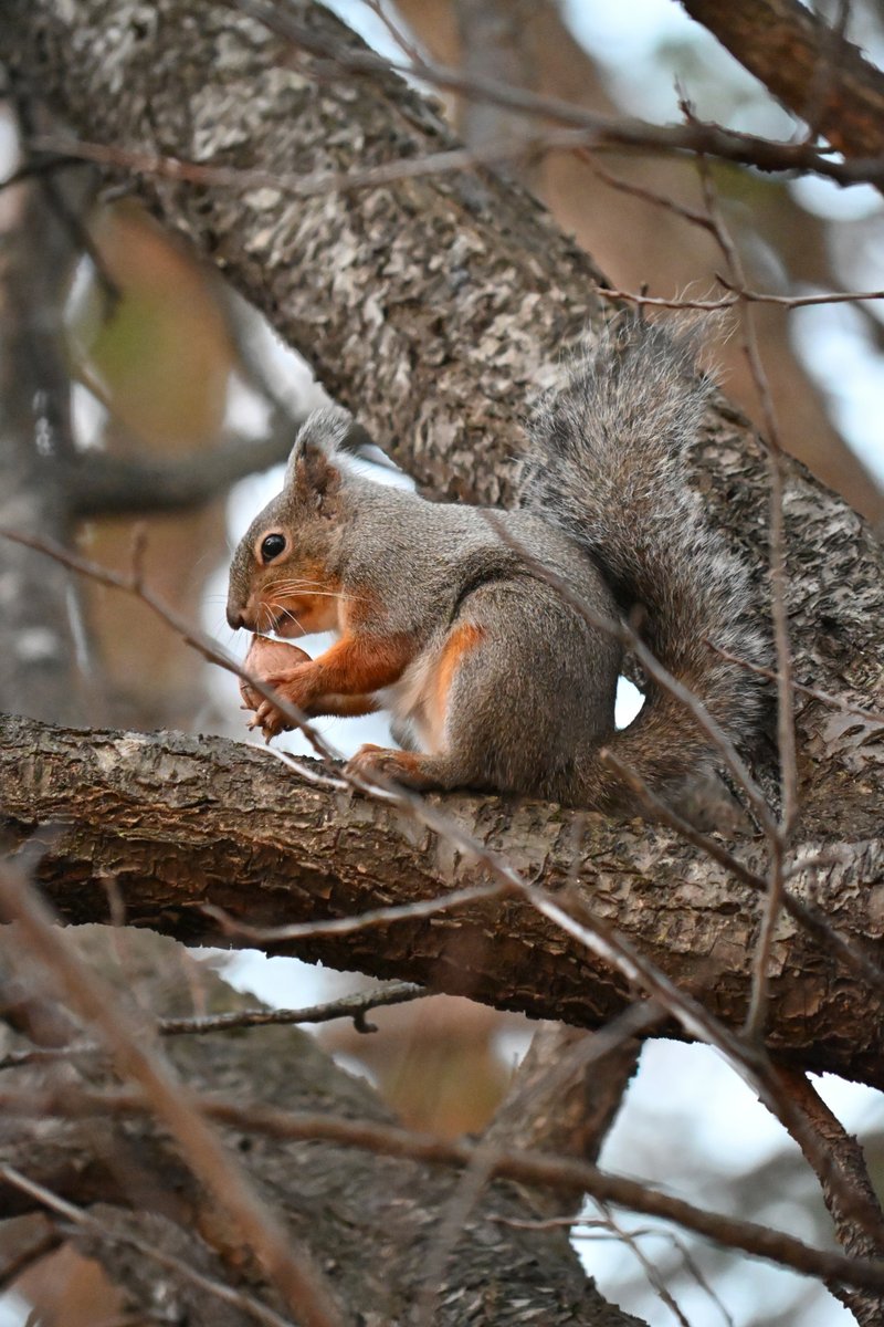 リス リス #ニホンリス #Z50_2 #Z50II (11/19) なかなか撮影にでかけられ