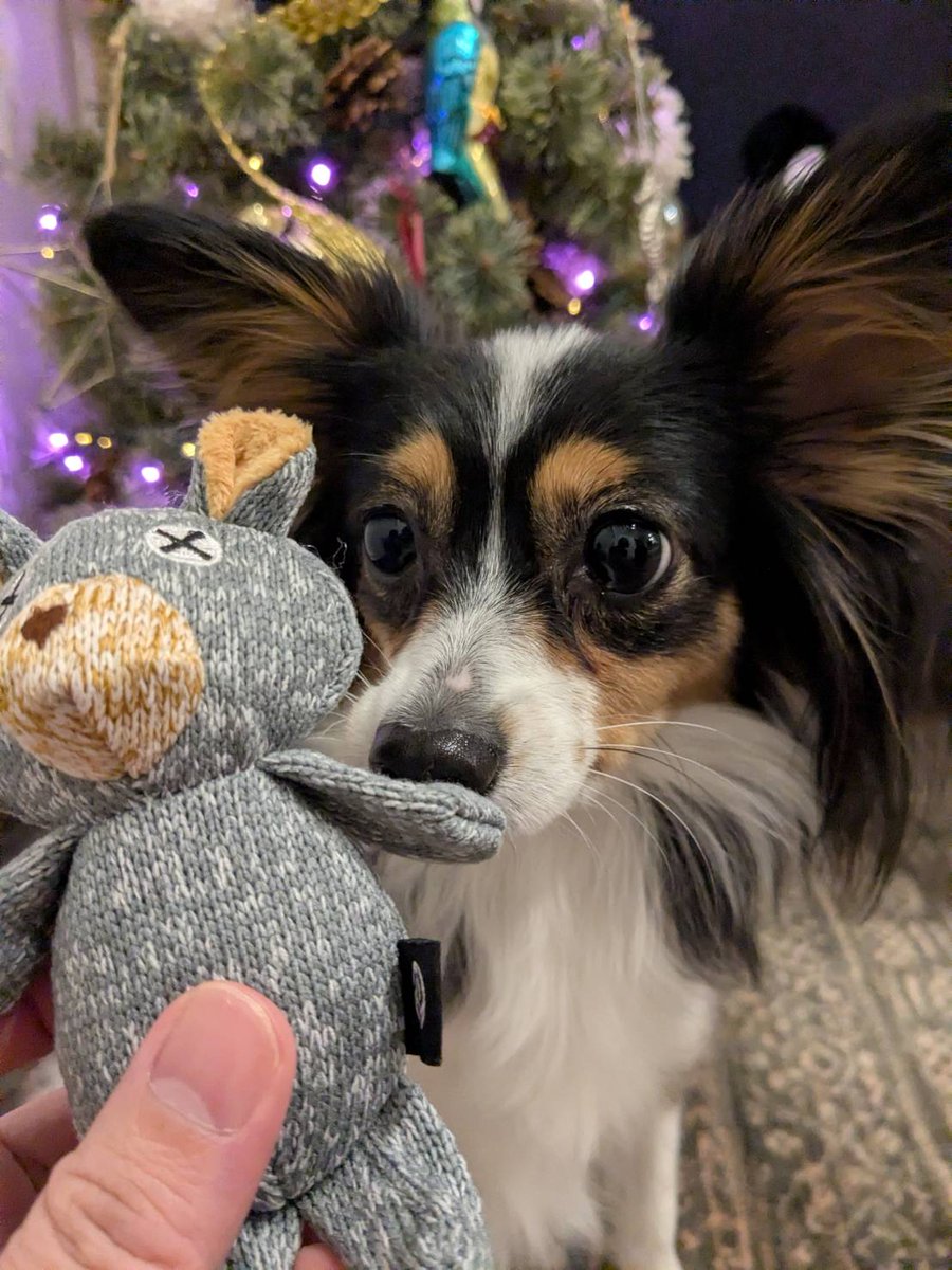 キウイ、2歳のお誕生日🎂
#パピヨン