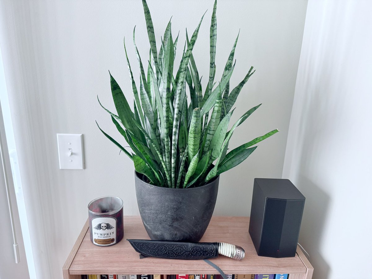 NatSecBot's tweet image. Hisss 🐍 new snake plant for the house lol 👍🏻 okay thanks