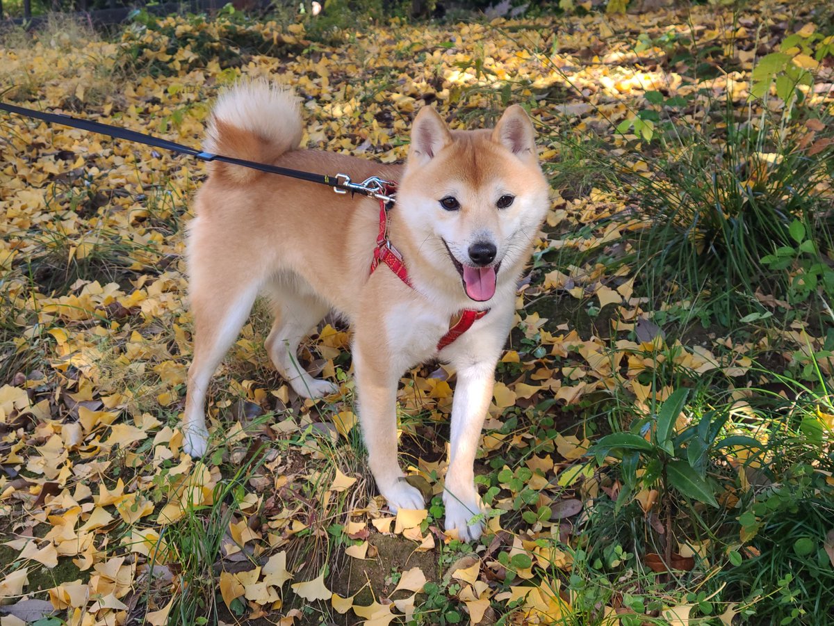 DR4mECzi4294930's tweet image. #今日のわんこ
#柴犬
#しばいぬのいる生活
#犬のいる幸せ
#豆柴
#犬のいる生活

紅葉を楽しんでる✨