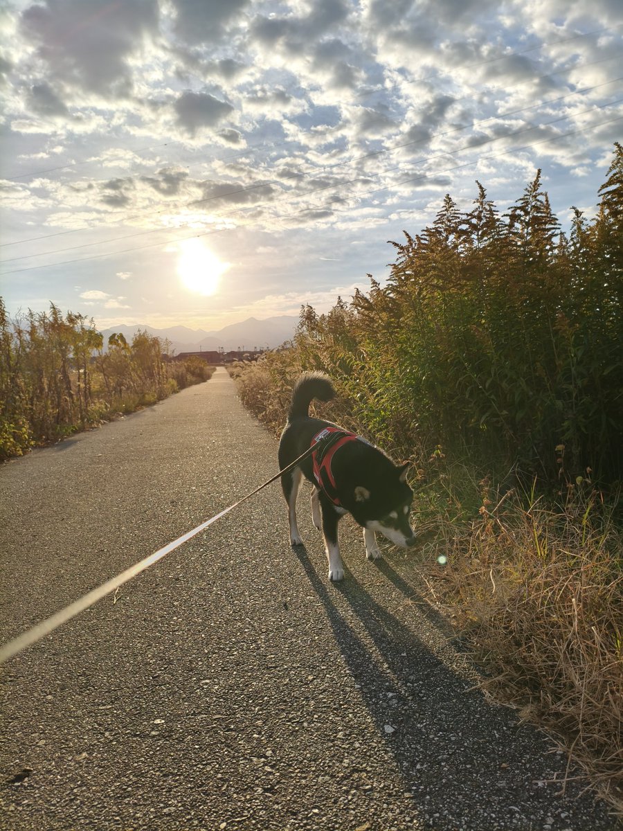 kamuiy's tweet image. 天気良くて気持ちいい散歩