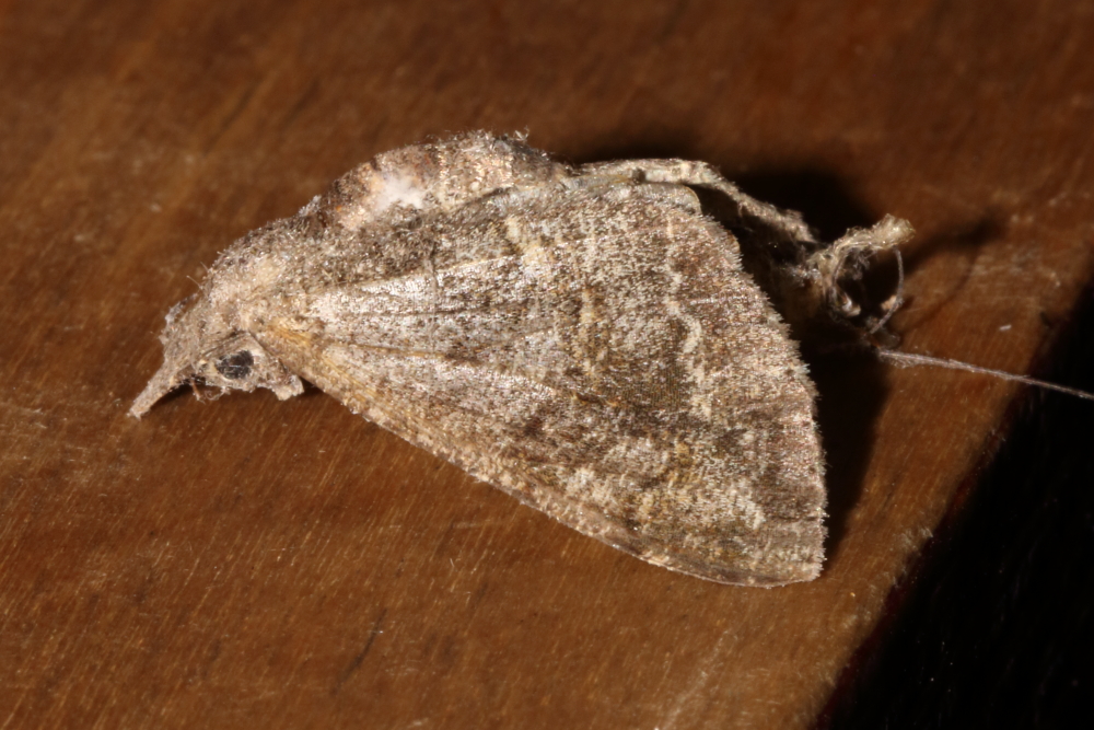 David Howdon tweet media