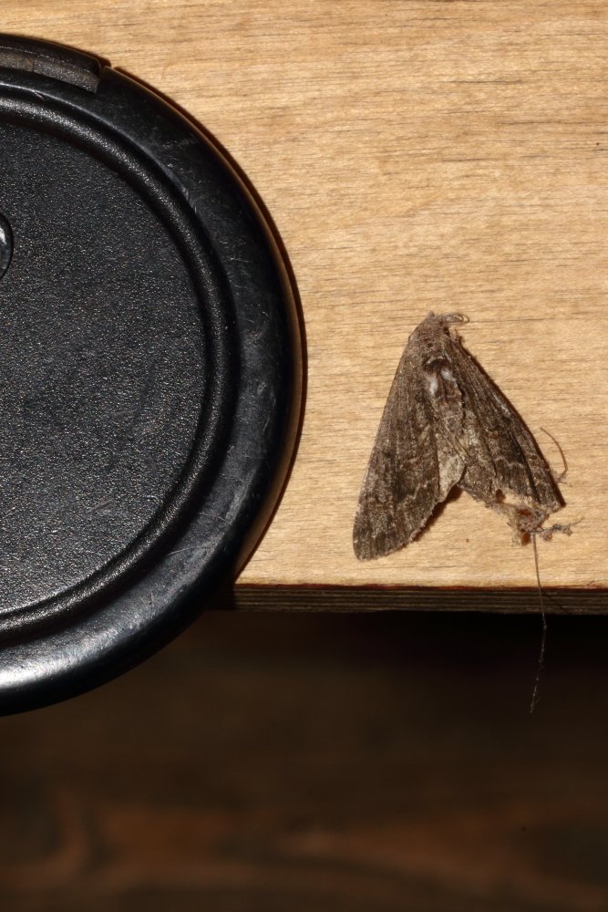 David Howdon tweet media