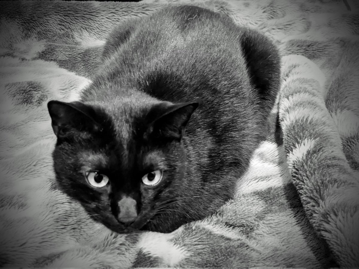 おはにゃんございます😺